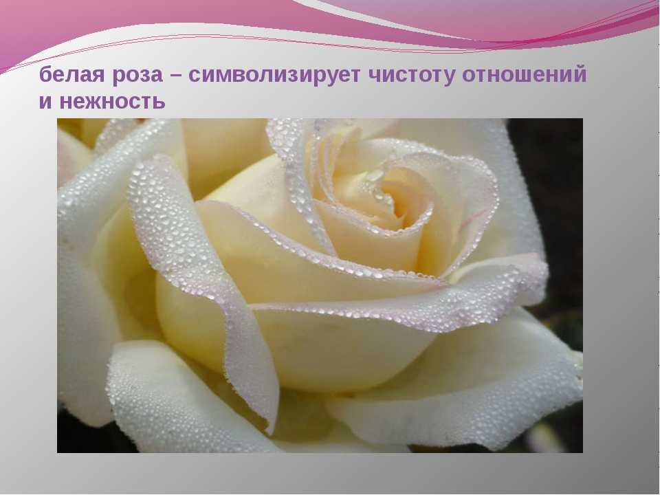 К чему дарят белые розы? значения послания от fiftyflowers.ru