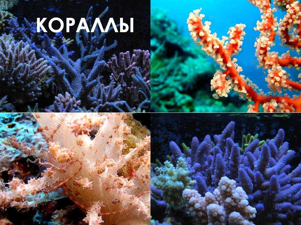 Как отличить коралл от подделки?