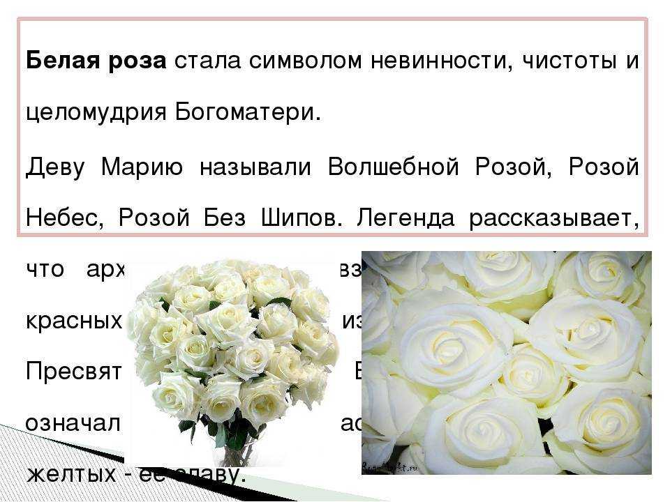 Что означают белые розы, подаренные мужчиной и кому можно дарить эти цветы Белые розы — это символ свежести и невинности, который способен рассказать о самых светлых и искренних чувствах Какие приметы и суеверия связаны с этими красивыми цветами