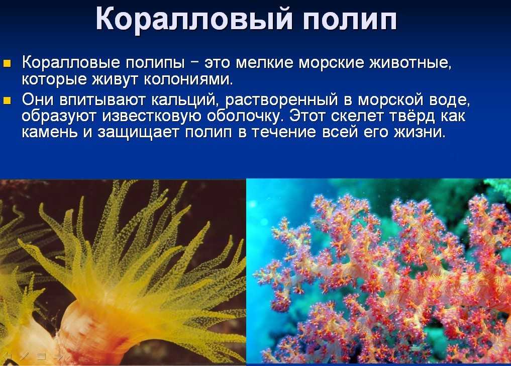 Как определить коралл и в чем его особенности?