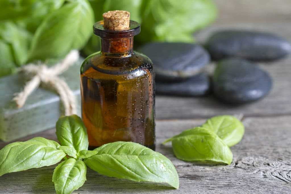 Полезные свойства эфирного масла базилика сделали его популярным для применения в косметологии и медицине
