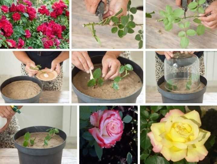 3 лучших способа вырастить розу из подаренного букета