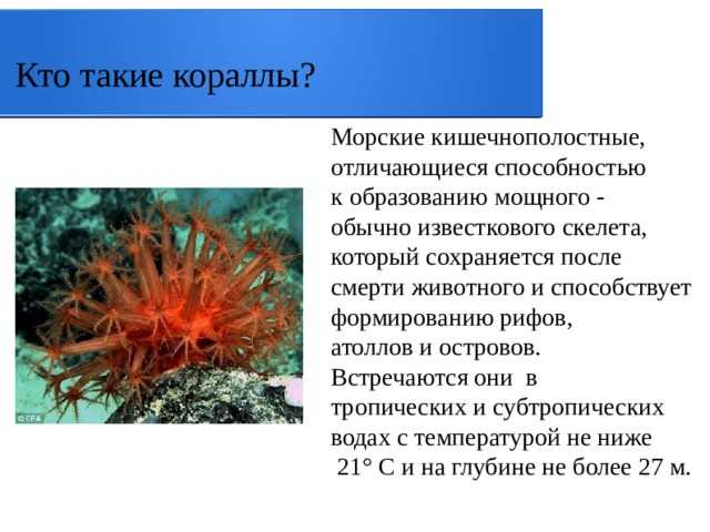 Можно ли дома держать кораллы