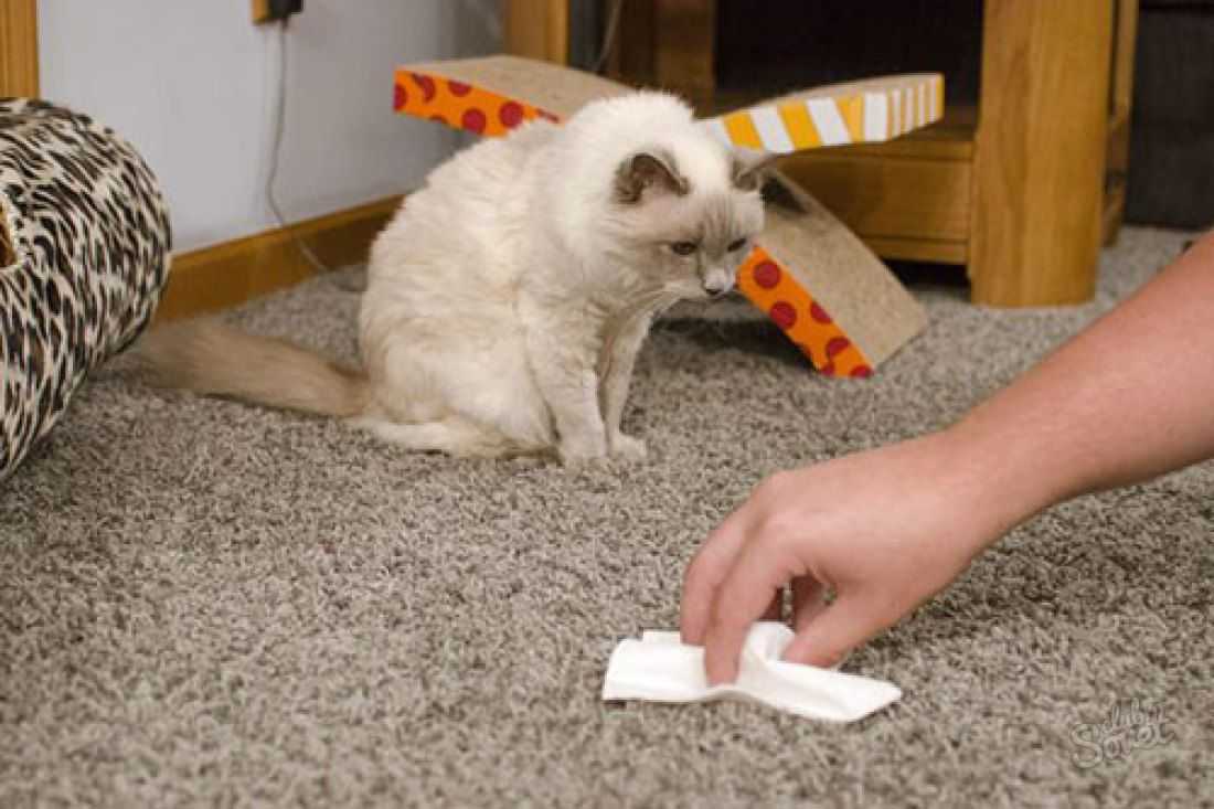 Как избавиться от запаха кошачьей мочи – проверенные способы