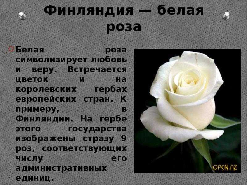 К чему дарят белые розы: приметы, что означают в подарок девушке от парня