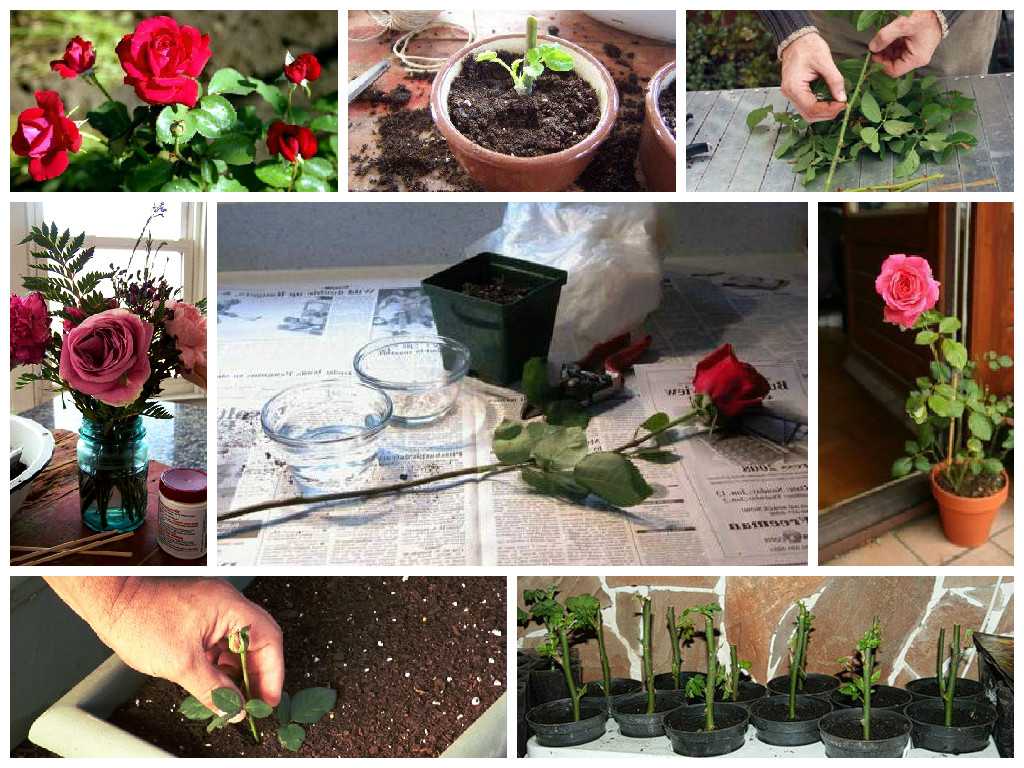Как посадить розу из букета и укоренить черенком: лучшие способы