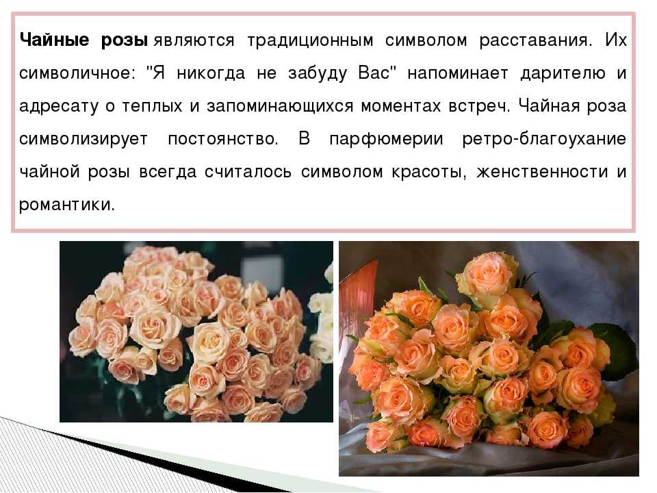 Цвета роз