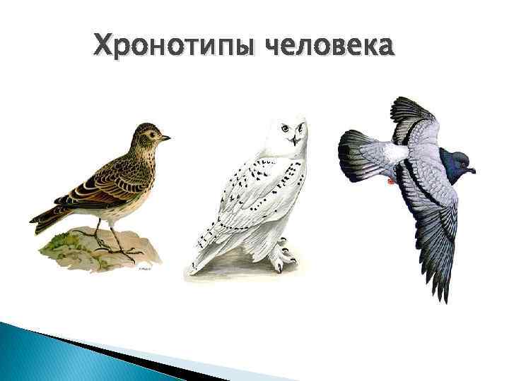 Жаворонки, совы и голуби: хронотипы человека — читайте в самом увлекательном онлайн-журнале SunMagme
