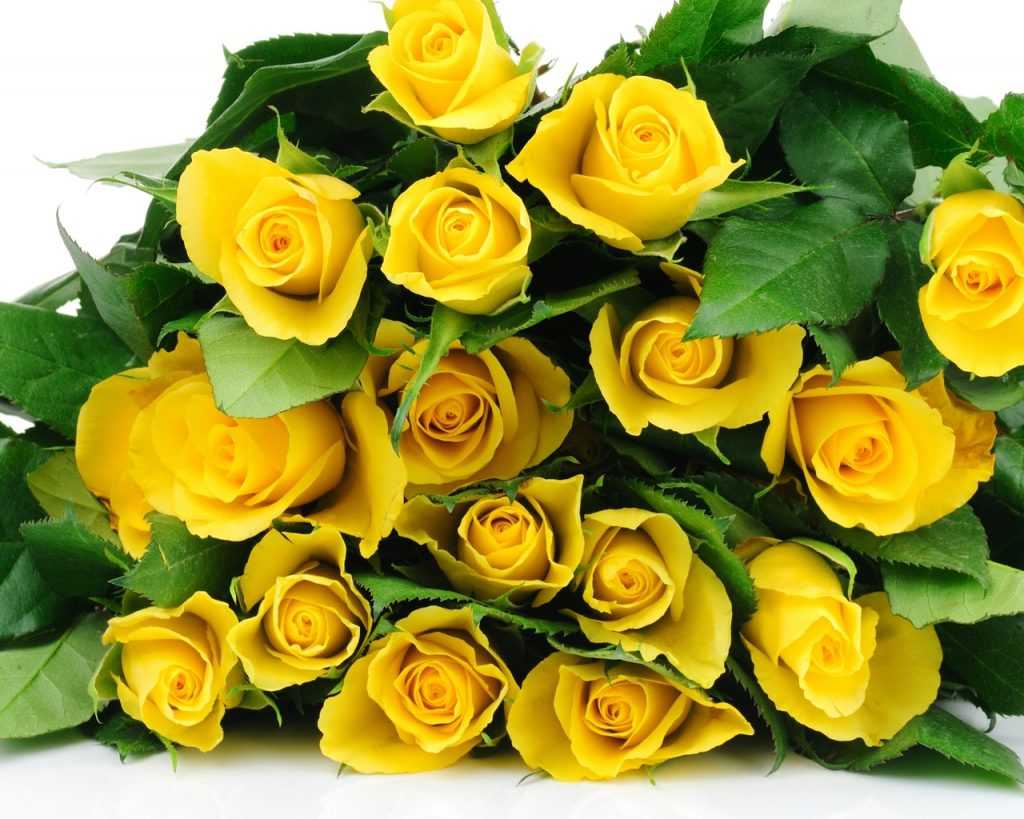 Желтые розы: значение, к чему дарят женщине, девушке, что обозначает такой подарок