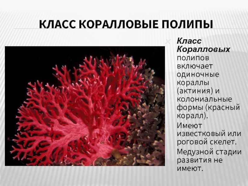 Камень коралл: кому из знаков зодиака подходит, магические и лечебные свойства | знаки зодиака