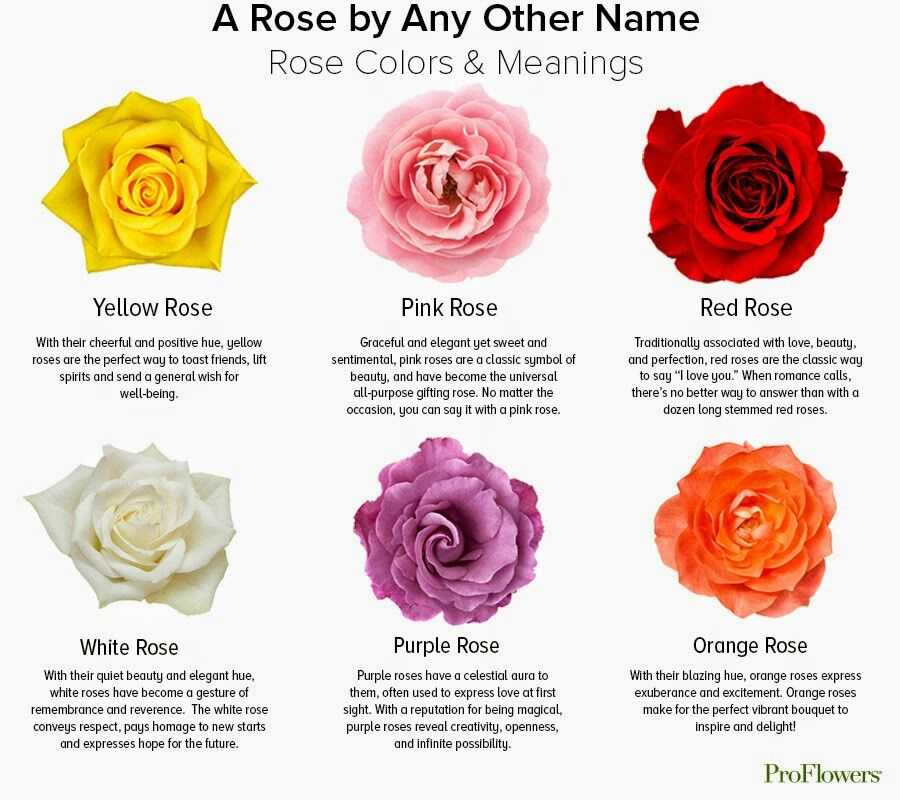 Сколько подарить девушке роз: советы флориста
404 not found