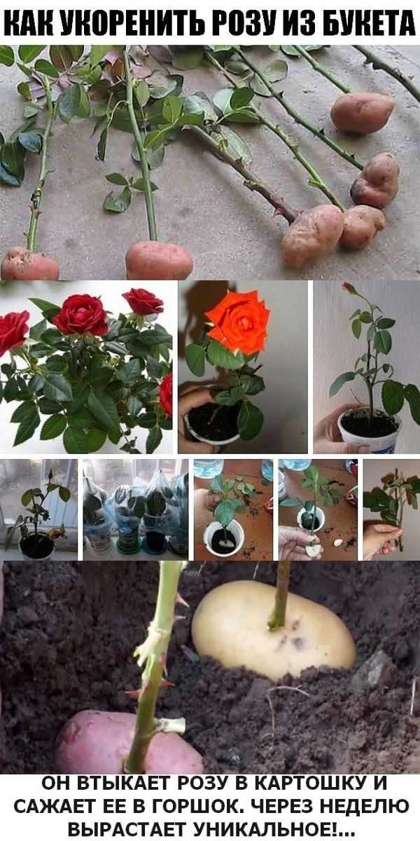 3 способа черенкования розы из букета в домашних условиях