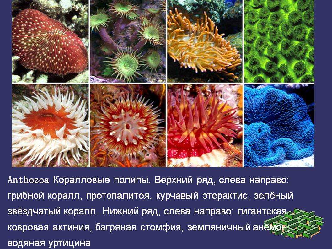 Камень коралл: свойства и интересные факты