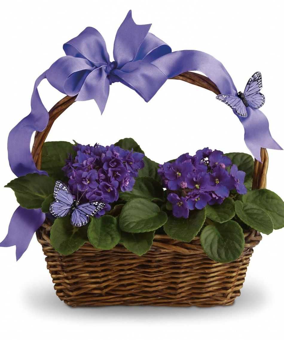 🌷 комнатные цветы любви: 14 различных видов для привлечения новых и оживления старых отношений между партнерами selo.guru — интернет портал о сельском хозяйстве