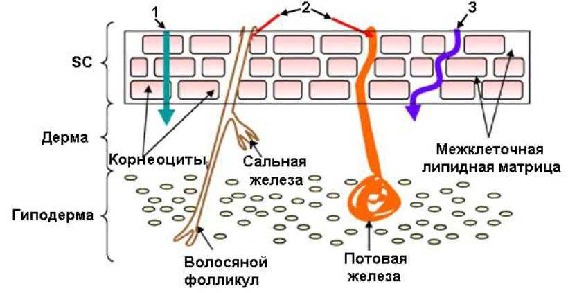 Вещество кожи. Пути проникновения веществ через кожу. Вещества проникают в кожу. Проникновение веществ через кожу. Пути проникновения лекарственных веществ через кожу.