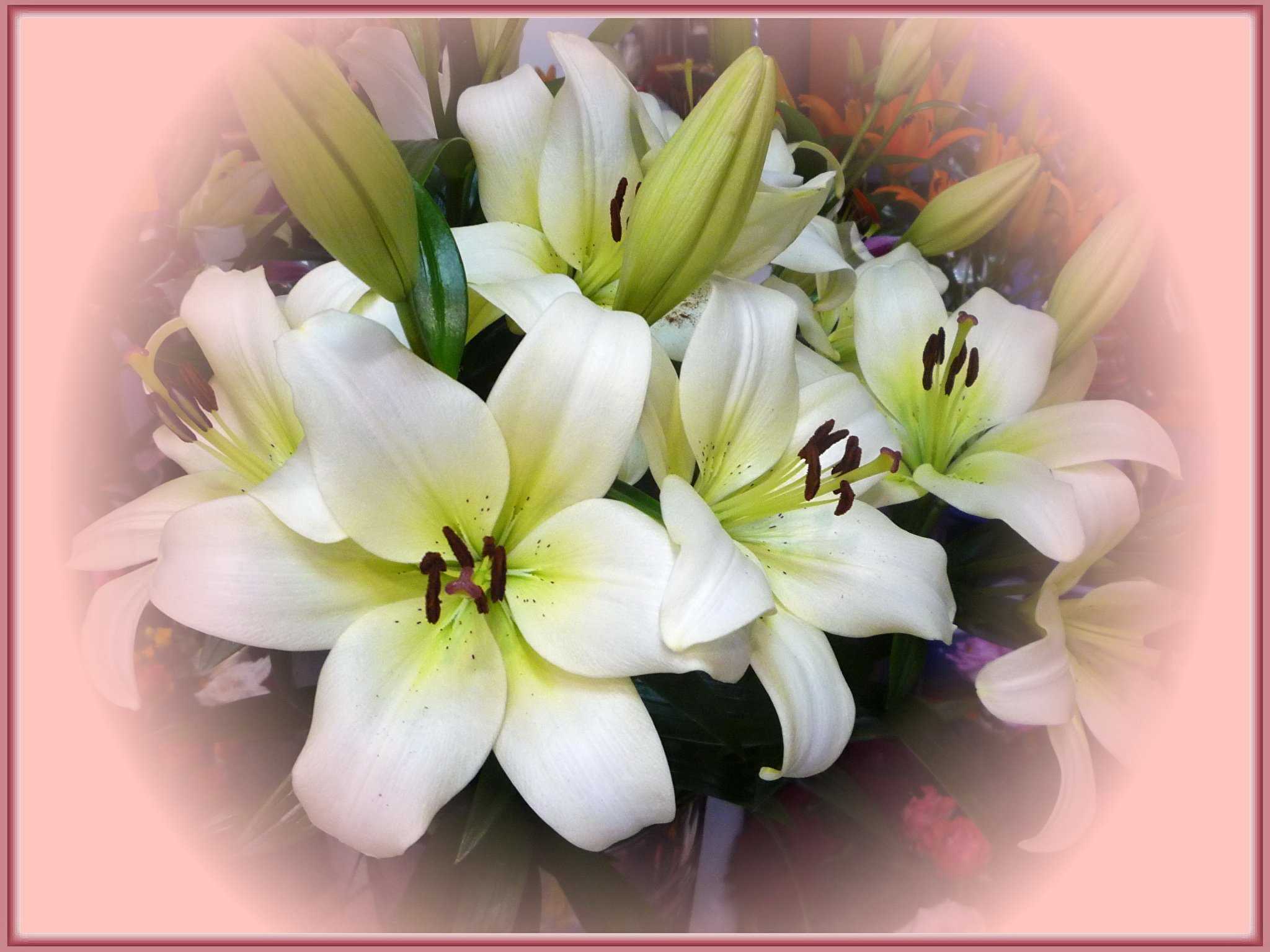 Что означает лилия, символизирует на языке цветов, к чему дарят белые лилии