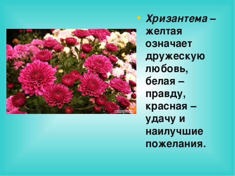 Изложение хризантема 8. Хризантема. Цветы хризантемы. Родина хризантемы. Хризантема на языке цветов.
