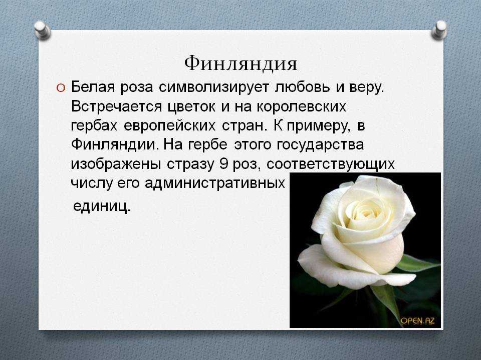 Когда нельзя дарить белые розы: значение цветов в разных случаях