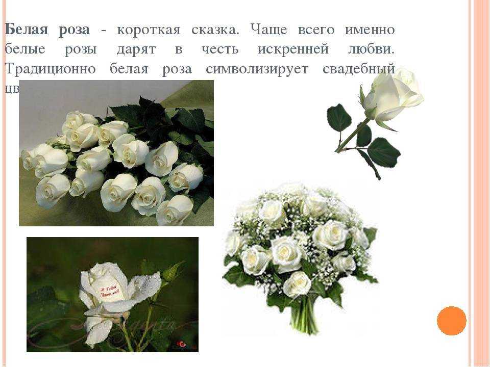 ✅ что означают белые розы подаренные мужчиной - cvetochki-yaroslavl.ru