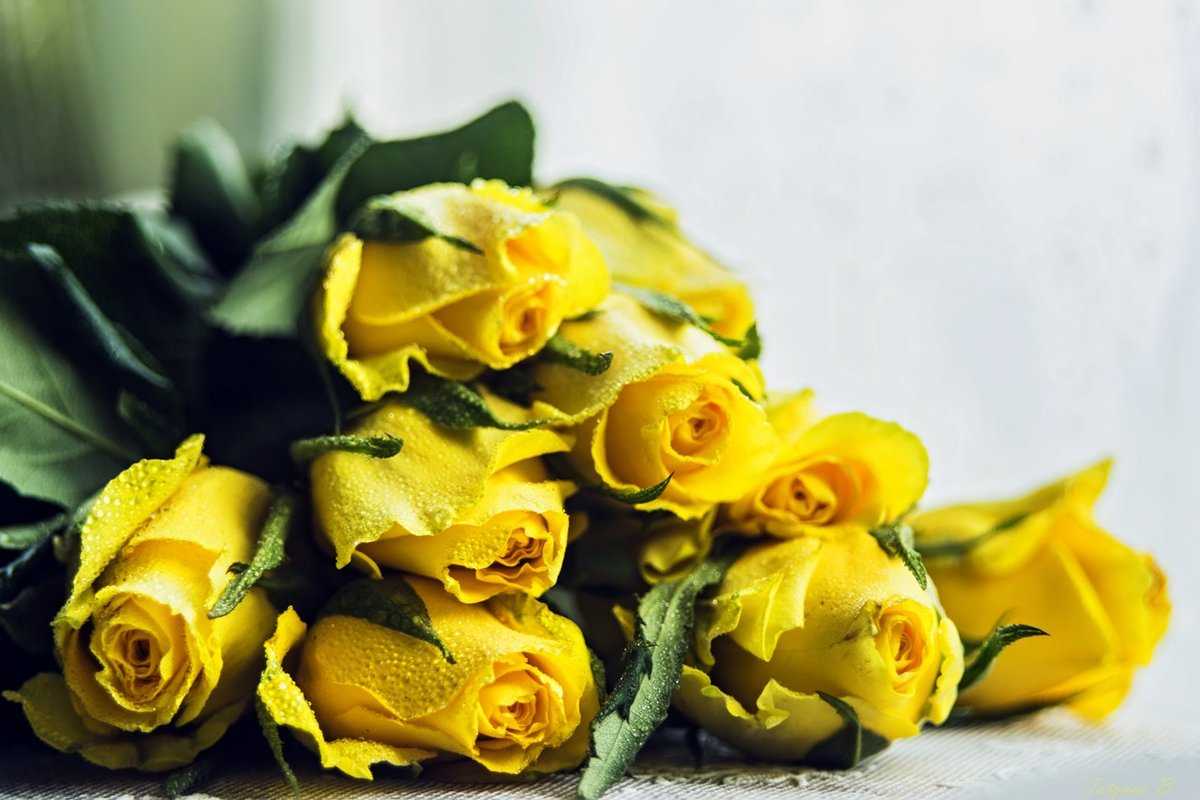 Приметы и суеверия про желтые цветы: к чему дарят живые или искусственные желтые цветы?