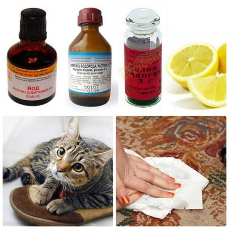 Как избавиться от кошачьего запаха в квартире – 15 лучших рецептов от запаха кошачьей мочи