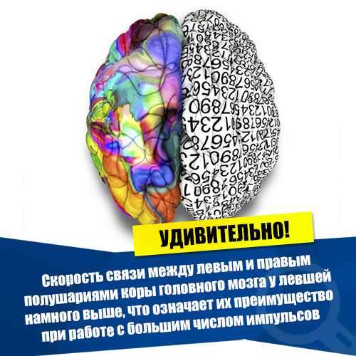 Почему люди делятся на правшей и левшей? - hi-news.ru