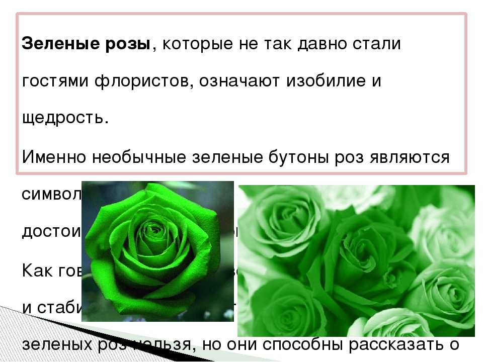 Что означает цвет роз при дарении: к чему дарят зеленые, оранжевые, бордовые цветы