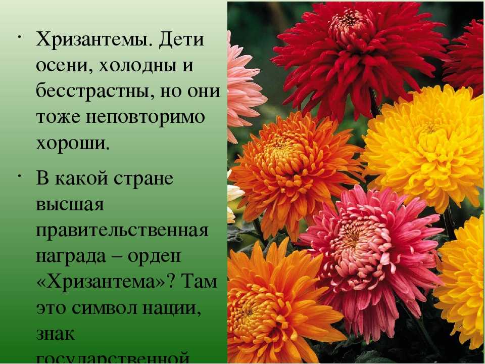 К чему принято дарить хризантемы и какое значение этих цветов? - автор ирина колосова
